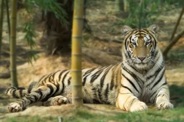 長沙三珍虎園、楊開慧故居一日游