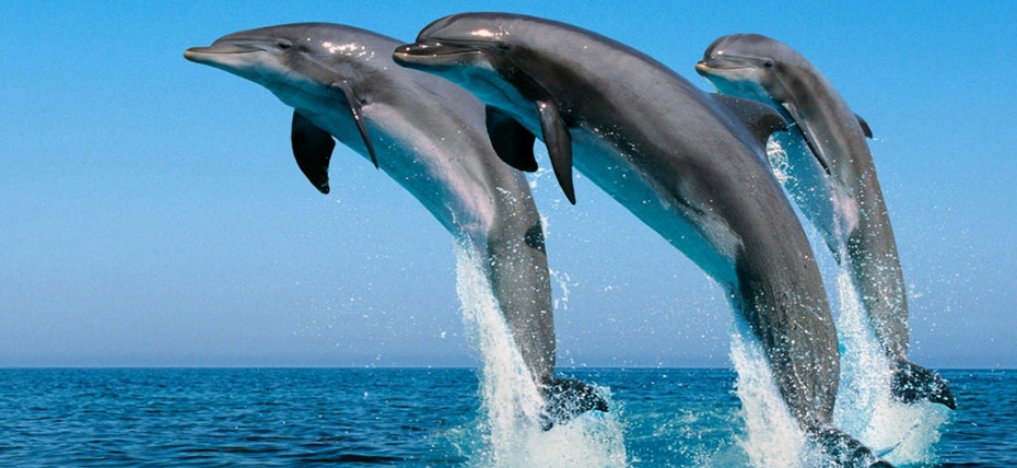 澳大利亞、新西蘭澳妙無瓊11日