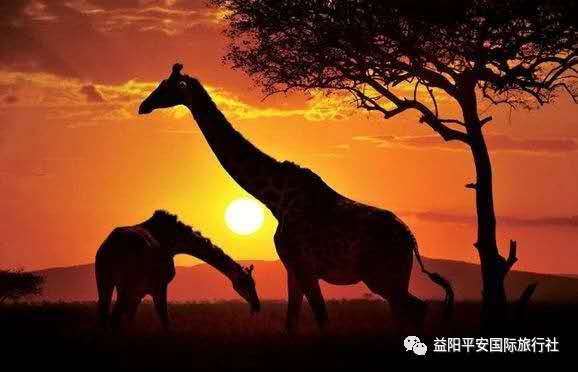 發(fā)現(xiàn)非洲體驗(yàn)之旅肯尼亞10游 發(fā)現(xiàn)非洲體驗(yàn)之旅肯尼亞10游