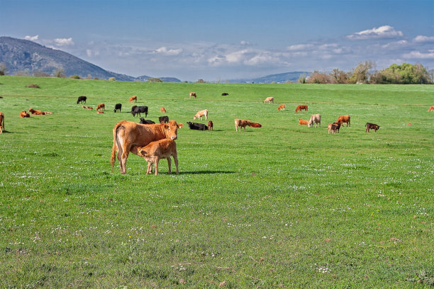 (人氣草原、5A響沙灣、歡樂牧場、內(nèi)蒙古博物院、夢幻水世界)雙飛5日親子游